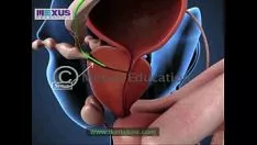 Riproduci Istruire tutti tranne le persone di sesso maschile e femminile sui sintomi genitali - uomini per fare una prognosi per fare una prognosi per gli uomini
