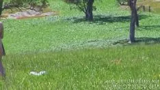 Reproducir Mujer casada viendo su personificación sin ayuda en los campos